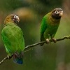 Amazonek hnedohlavy - Pyrilia haematotis - Brown-hooded Parrot 0274